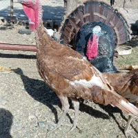 تعدادی بوقلمون بوربون و برنز|حیوانات مزرعه|بوکان, |دیوار