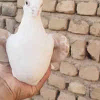 کفتر پشت زرد گراف نر|پرنده|کاشمر, |دیوار