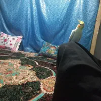 معاوضه با کفتر جفتی