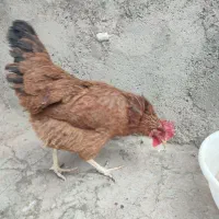 مرغ و خروس خانگی سفید و قهوه ای|حیوانات مزرعه|قم, هنرستان|دیوار