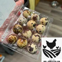 تخم بلدرچین خوراکی باکیفیت و تازه بسته ۱۲ عددی