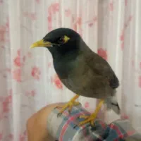 مرغ مینا کاملن دستی بازیگوش سخنگو