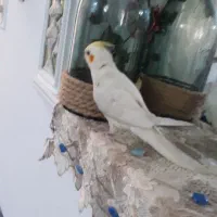 طوطی عروس|پرنده|قم, دروازه چوبی|دیوار