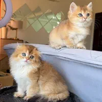 مجموعه گربه های اصیل و نژاد دار ( بازدید حضوری )|گربه|تهران, پونک|دیوار