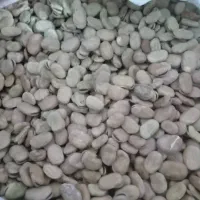باقلا پزا و مناسب کشت
