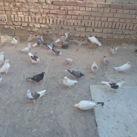 کفتر پرشی بشرط