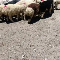 بره شیر