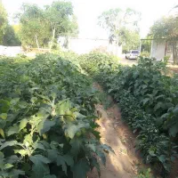 33هکتار-زمین-کشاورزی-سند-تک-برگ-چنانه-شوش