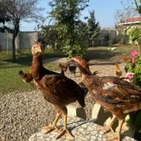 جوجه های لاری نژاد دار ۸ عدد حدودا ۵ ماهه