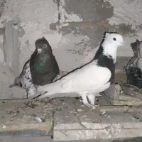 کبوترهای سالم