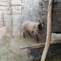 فروش یک راس گوسفند نر
