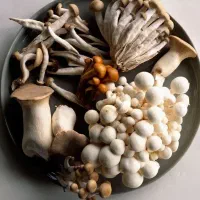 فروش انواع بذر قارچ خوراکی