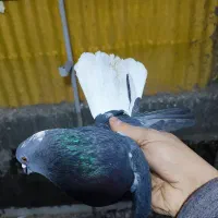 کفتر گرفتنی دم سفید