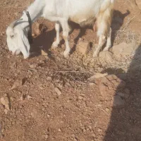 بز سانن