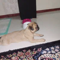 سگ پاگ|سگ|پاکدشت, پاکدشت (مامازند)|دیوار