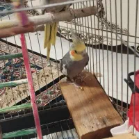 یک جفت عروس نر ماده|پرنده|پاکدشت, پاکدشت (مامازند)|دیوار