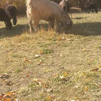 بزغاله چاق|حیوانات مزرعه|ازنا, |دیوار