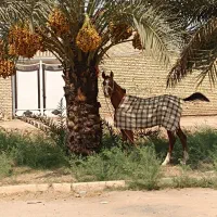 اسب|اسب و تجهیزات اسب‌سواری|کارون, |دیوار