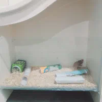 همستر کمپل|موش و خرگوش|اراک, |دیوار