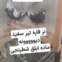 کفتر درجه۱ همه باهم جفتی ۳۵۰|پرنده|کاشان, آیت الله سعیدی|دیوار