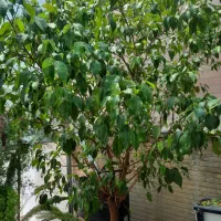 گلهای طبیعی بالا یک مترونیم پرو سرحال