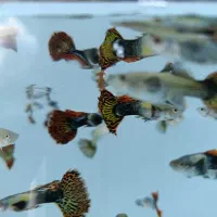 انواع گوپی سایز درشت (مسکن)