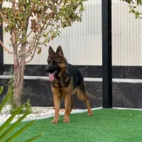 ژرمن ماده شیب دار|سگ|اصفهان, بهارستان|دیوار