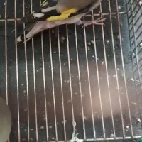 سهره کرمونی|پرنده|شیراز, کوشک میدان|دیوار