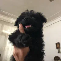 پامر روباهی فوری