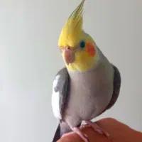 طوطی جمله ی کامل میگه مثال بدو درو باز کن ممد اومد