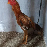 فروش خروس لاری