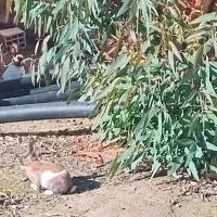 دوتا خرگوش بزرگ|موش و خرگوش|لامرد, |دیوار