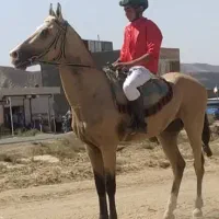 ترکمن