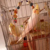 یک جفت عروس هلندی سالم ب شرط معاوضه با مرغمینا|پرنده|شیراز, سهل‌آباد|دیوار
