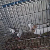 کبوتر جفتی|پرنده|بجنورد, |دیوار