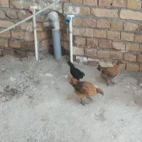 جوجه مرغ خانگی