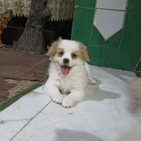 سگ پامر
