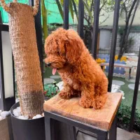 واگذاری رایگان  پودل