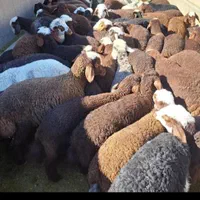 نازلترین قیمت گوسفند مغان کردستانی زنده قصاب مجرب