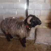 فروش قوچ داشتی