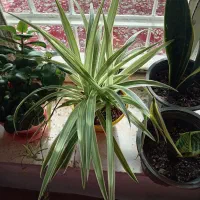 گل طبیعی بسیار سرحال و شاداب