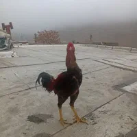 خروس لاری|حیوانات مزرعه|ماکو, |دیوار