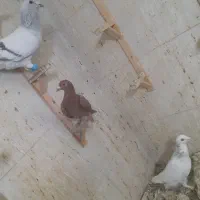 ماده سرخ کرمونی