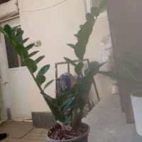 گل زانفرییا