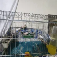 فنچ های ابلغ وفنچ کینگ اورنج