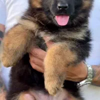 واگذاری نژاد های مختلف سگ|سگ|تهران, امانیه|دیوار