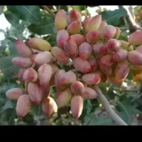 کارگر از اردوگاه  کسی خواست برای پتار سمپاشی و..|خدمات باغبانی و درختکاری|رفسنجان, |دیوار