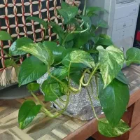 پتوس|گل و گیاه طبیعی|کاشان, الغدیر|دیوار