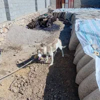 توله۵ماهه نر|سگ|میاندوآب, |دیوار