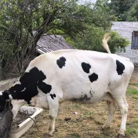 گاو هلشتاین قربانی